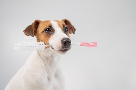 The dog holds in his mouth a brush for washing bottles on a white background. Jack russell terrier helping to clean the apartment.