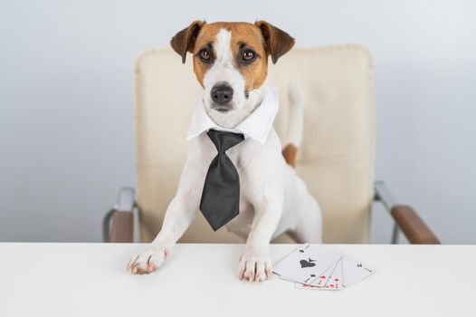 Jack russell terrier dog with glasses and tie plays poker. Addiction to gambling card games