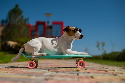 Jack russell terrier dog in sunglasses rides a penny board outdoors