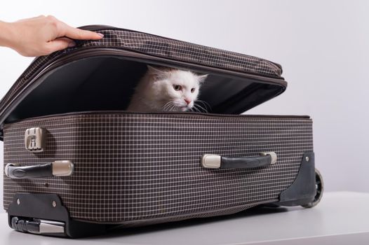 A white cat looks out of a checkered suitcase.