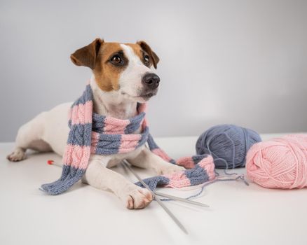 Dog jack russell terrier knits a knitted scarf on a white background