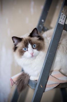 Cute domestic Ragdoll cat on a construction ladder waiting for a new renovation