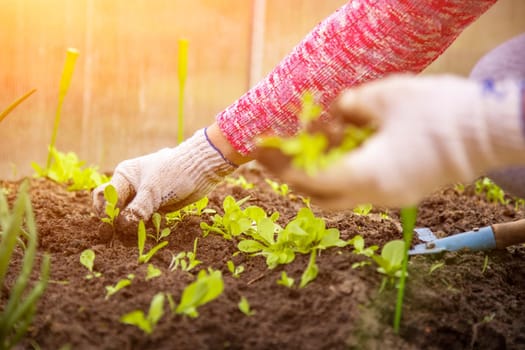 planting plants. a woman plants young sprouts in the ground. close-up. no face