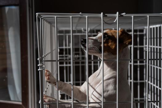 Sad dog Jack Russell Terrier in a cage.