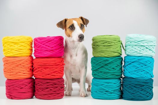 Jack russell terrier dog near multi-colored cotton yarn. The assortment of the store for needlework