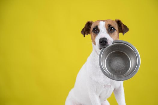 Hungry jack russell terrier holding an empty bowl on a yellow background. The dog asks for food