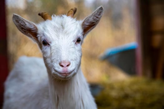 cute goat cub looks at the camera.white baby horn on farm