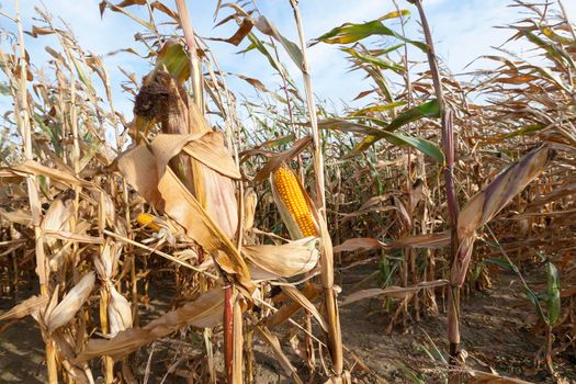 the mature stalks of corn in agricultural field. Autumn season