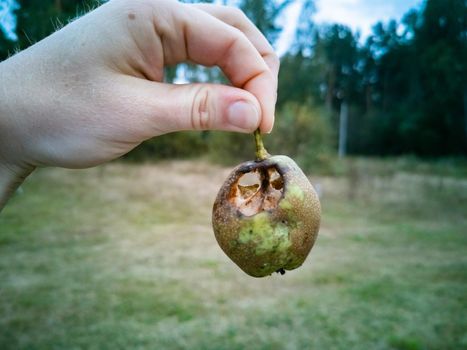 spoiled pear in hand. close-up. spoiled harvest. poor harvest. insects parasites have eaten the fruit harvest