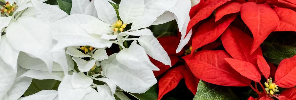 Background of Red and Green Poinsettias ,Euphorbia Pulcherrima