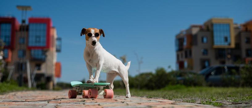 Jack russell terrier dog in sunglasses rides a penny board outdoors