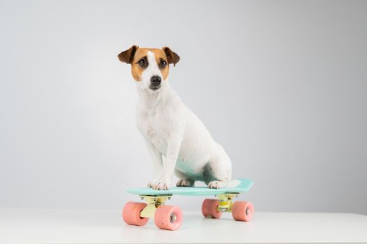 Dog on a penny board on a white background. Jack Russell Terrier rides a skateboard in the studio