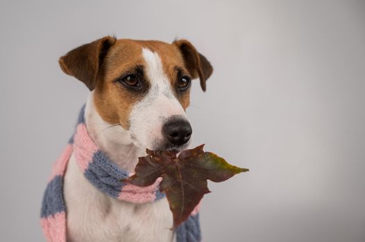 Dog Jack Russell Terrier wearing a knit scarf holding a maple leaf on a white background