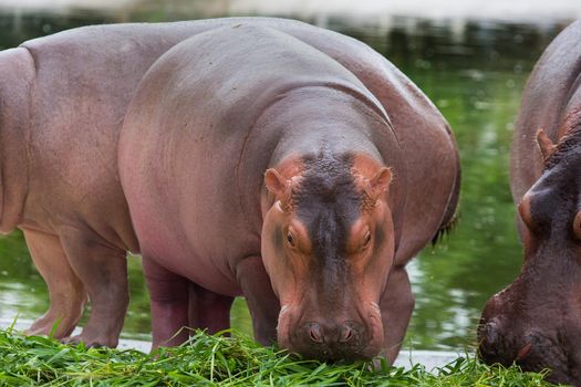 A walking hippopotamus eats in the zoo.