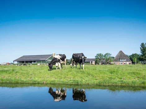 black and white spotted cows stand in meadow under blue summer sky near farm in dutch province of noord holland called west friesland