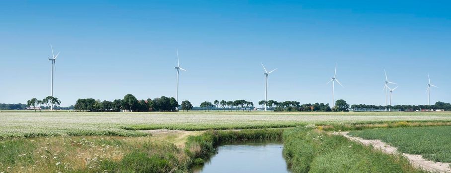 blossoming potatoe field and wind turbines in wieringermeer under blue sky in dutch province of noord holland