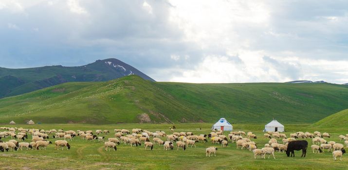Pictures of sheep in the meadow. Shot in xinjiang, China.