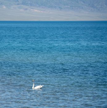 The swans were swimming on the calm lake. Shot in Sayram Lake, Xinjiang, China.