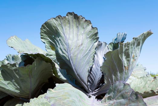 red cabbage field in dutch province of noord holland under blue summer sky in the netherlands