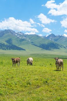 Grassland and bulls under the blue sky. Shot in Xinjiang, China.