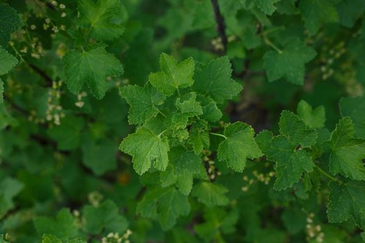 Selective focus, garden currant leaves close up. Concept of home garden and healthy berries or planting