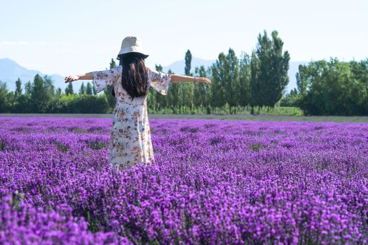 Lavender manor on a sunny day. Shot in xinjiang, China.