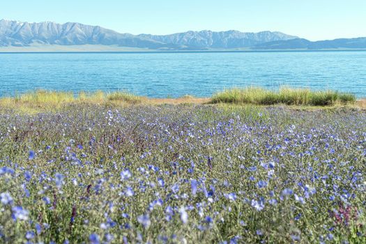 Lake and flowers with a sunny day. Shot in Sayram Lake, Xinjiang, China.