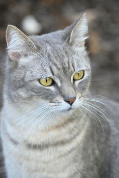 Grey, striped domestic cat looking curious far away