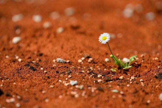 Blooming daisy plant surviving on red hot desert