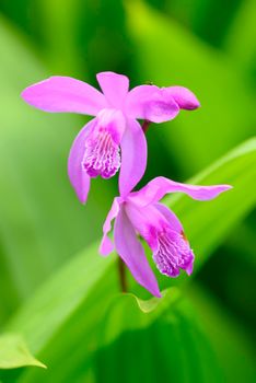 Flowers of China purple orchid, Bletilla striata, on green background.