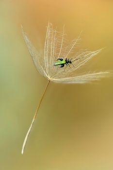 Green coleopteron insect flying away aboard of a dandelion seed.