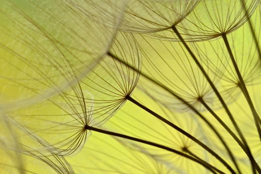 Close up of winged seeds of  dandelion head plant