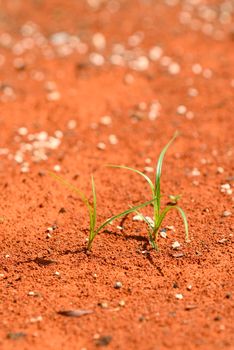Solitary green plants growing on red desert