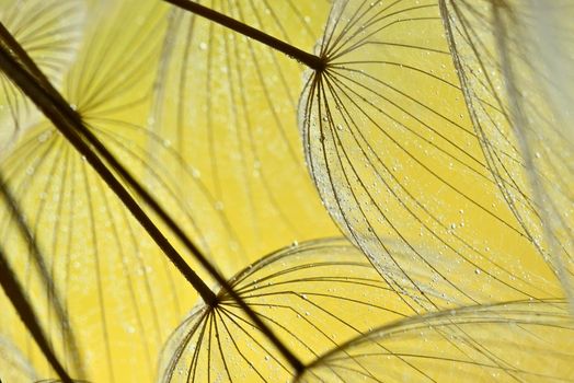 Close up of winged seeds of  dandelion head plant with dew drops