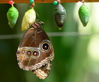 Close up of tropical Morpho butterfly coming out of chrysalis