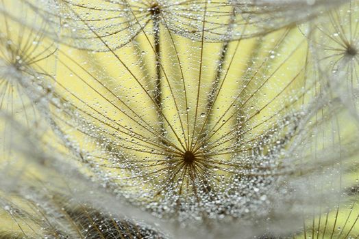 Close up of winged seeds of  dandelion head plant with dew drops