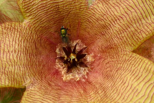 Flower detail of Stapelia gigantea,  Zulu giant, carrion plant, toad plant with green flies laying eggs at its center.