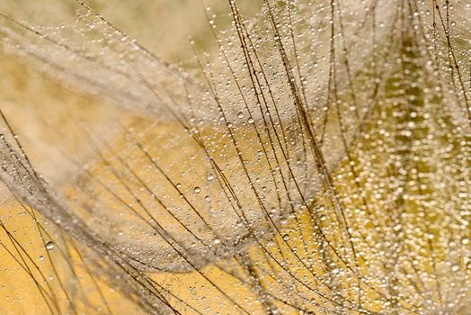 Close up of winged seeds of  dandelion head plant with dew drops