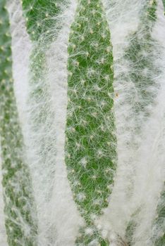 Detail of white hair on succulent plant for protection