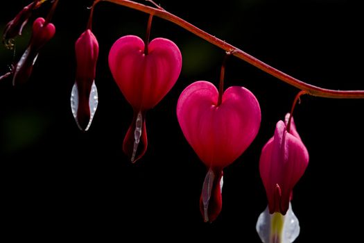 Dicentra spectabolis, an ornamental plant with a perfectly heart shaped blossom. Isolated on a black background, and vibrant colors due to back light