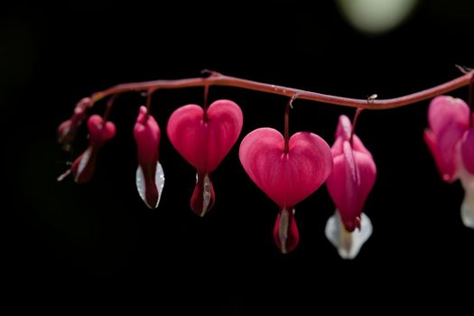 Vibrant pink heart heart shaped flowers, isolated on a black background. Perfect for love or valentines theme, with very detailed macro resolution.