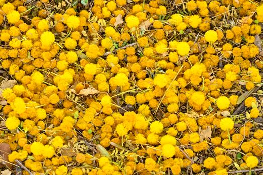 Carpet of fallen yellow mimosa flowers on ground