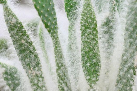 Detail of white hair on succulent plant for protection
