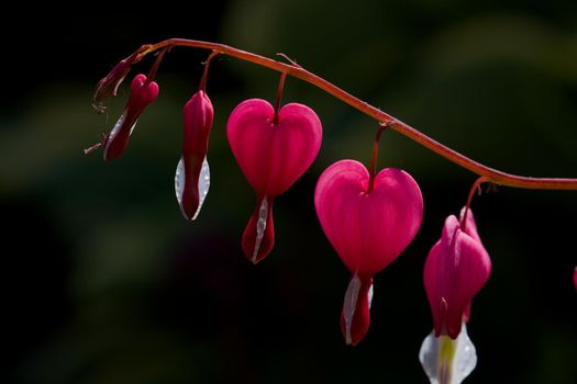 Delicate and beautiful end of a branch of bleeding-heart flowers. Formally known as Lamprocapnos spectabilis, the flowers' shape signify love