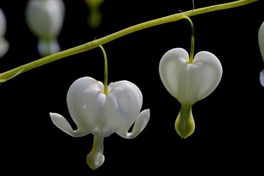 Macro close up image of isolated Dicentra spectabolis. Dark background highlights the hanging white heart shaped flowers, very high level of detail.