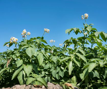 closeup of flowering potatoe plants under blue sky in field