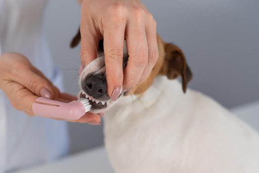 Woman veterinarian brushes the teeth of the dog jack russell terrier with a special brush putting it on her finger