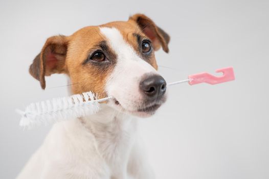 The dog holds in his mouth a brush for washing bottles on a white background. Jack russell terrier helping to clean the apartment.