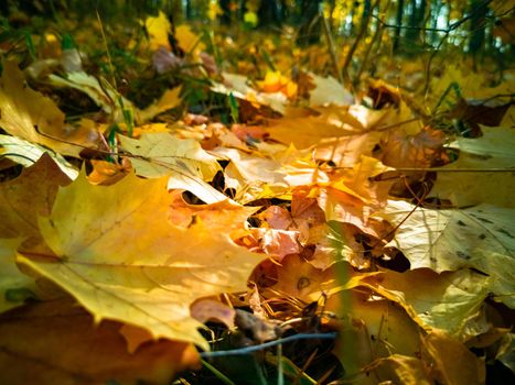 beautiful autumn background. fallen yellow maple leaves lie on the ground in sunlight like a carpet close-up seletive focus artistic blur