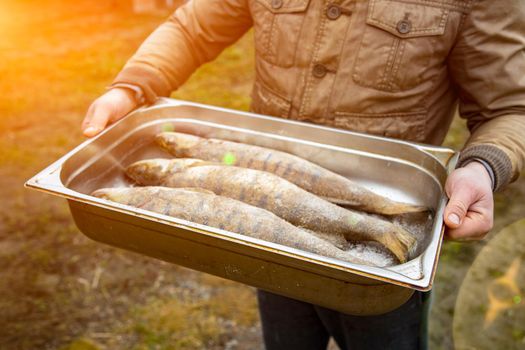 raw freshly caught river fish on a pallet in the arm of a fisherman. a man holds a container with fresh bream fish. fishing, Metal tray with fresh river fish carp . no face